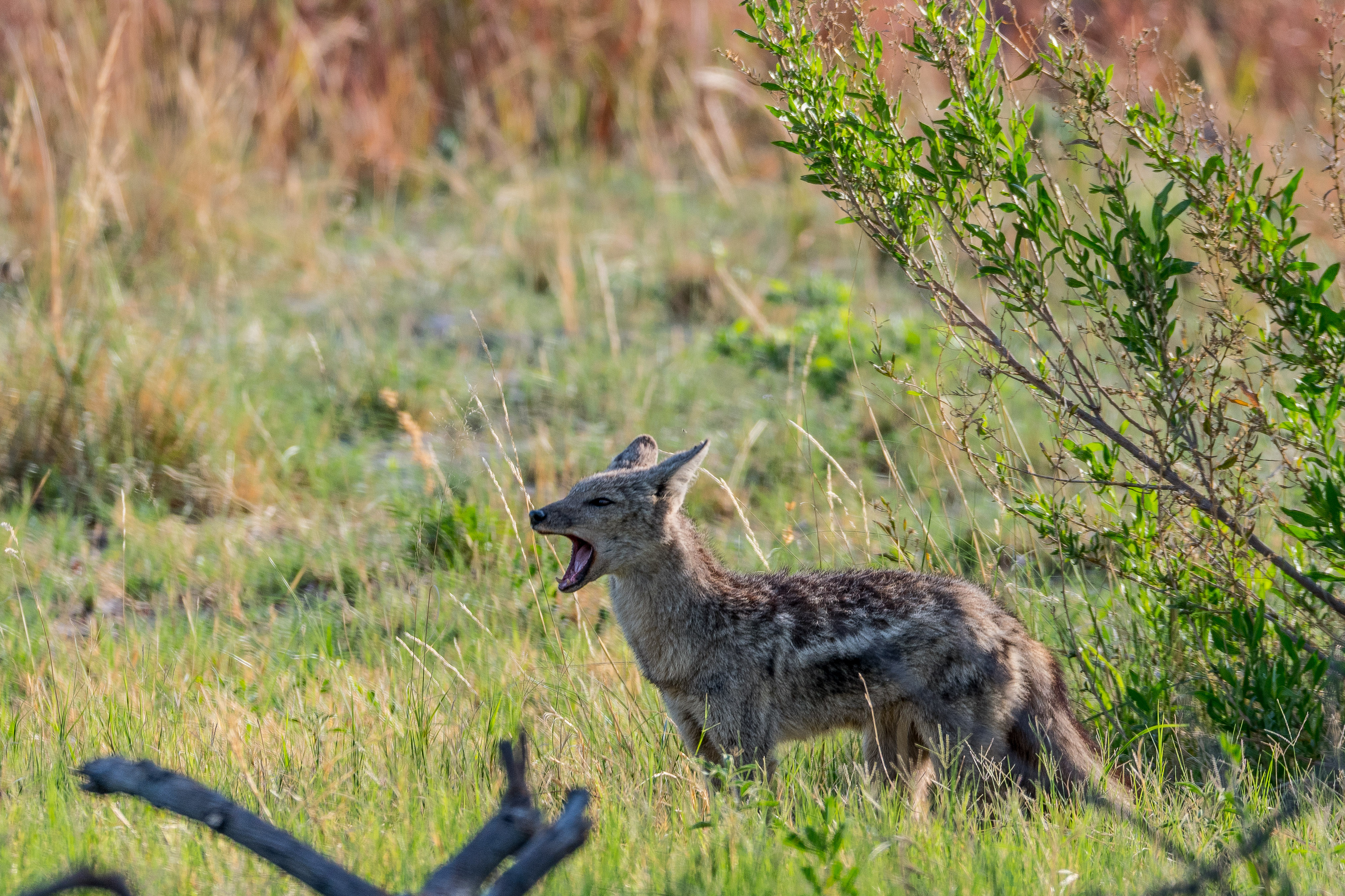 Chacal à flancs rayés (side-striped jackal, Lupulella adusta), adulte aboyant pour alerter ses congénères sur la présence d'un léopard, Shinde concession, Delta de l'Okavango, Botswana.